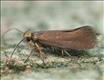 0642 (28.014) Crassa unitella